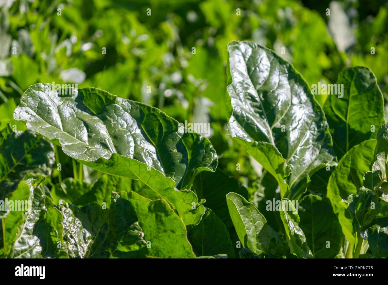 Organic chard leaves in agriculture field Organic chard leaves in agricultural field on a sunny day in winter. Stock Photo