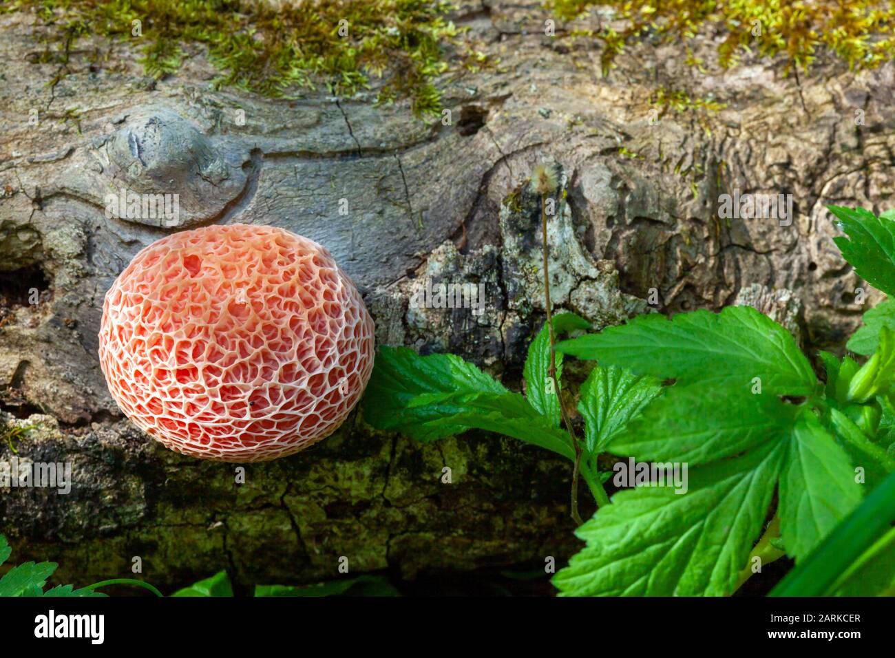 Netted Rhodotus Mushroom (Rhodotus palmatus), growing out of log in forest, Stock Photo