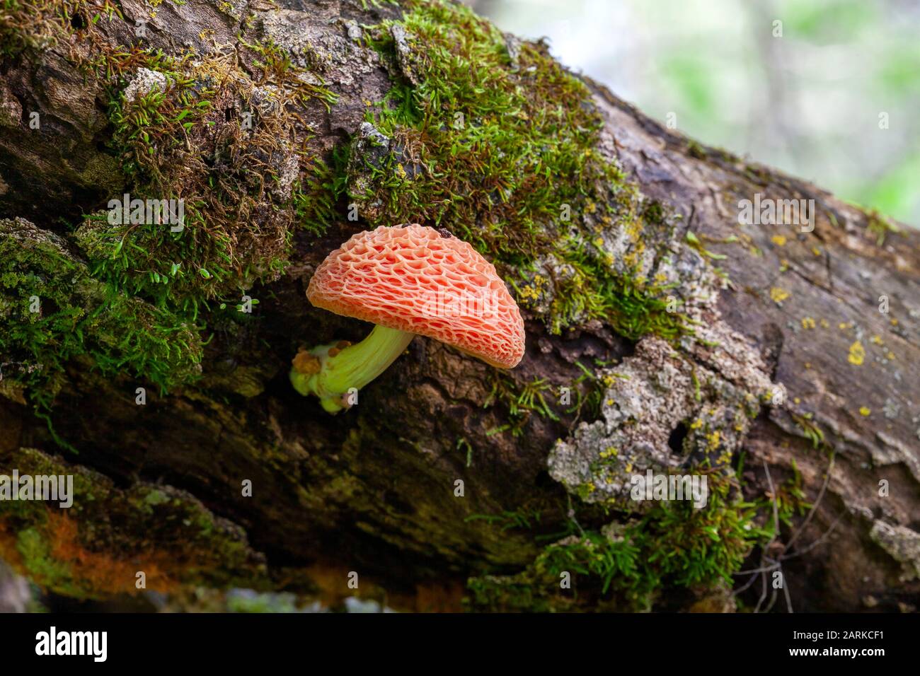 Netted Rhodotus Mushroom (Rhodotus palmatus), growing out of log in forest, Stock Photo