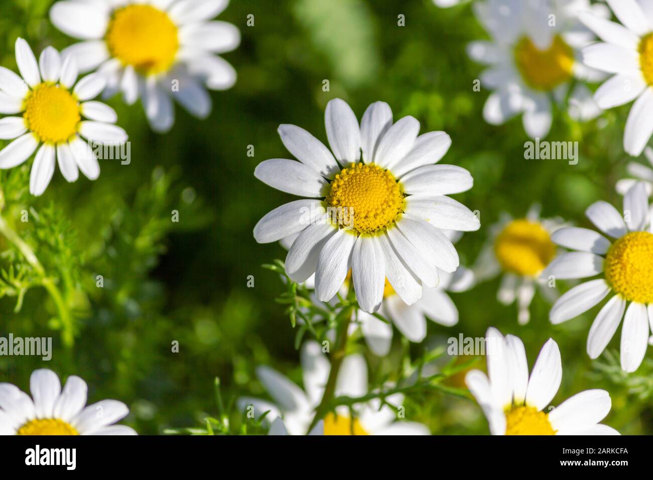 Daisies up close in sunny winter day Stock Photo