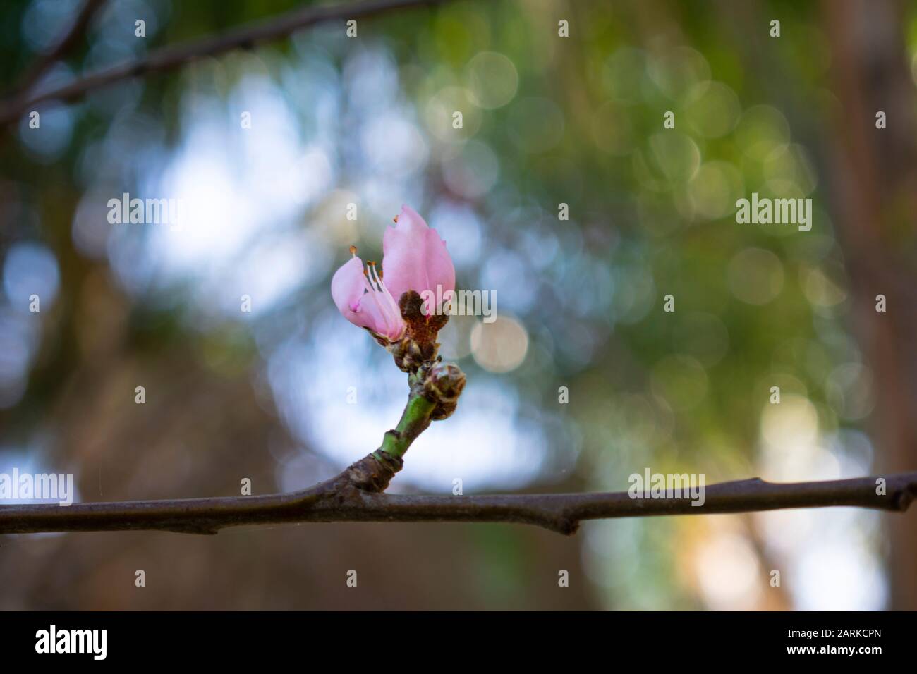 Organic blooming nectarine tree flowers with bokeh background Stock Photo