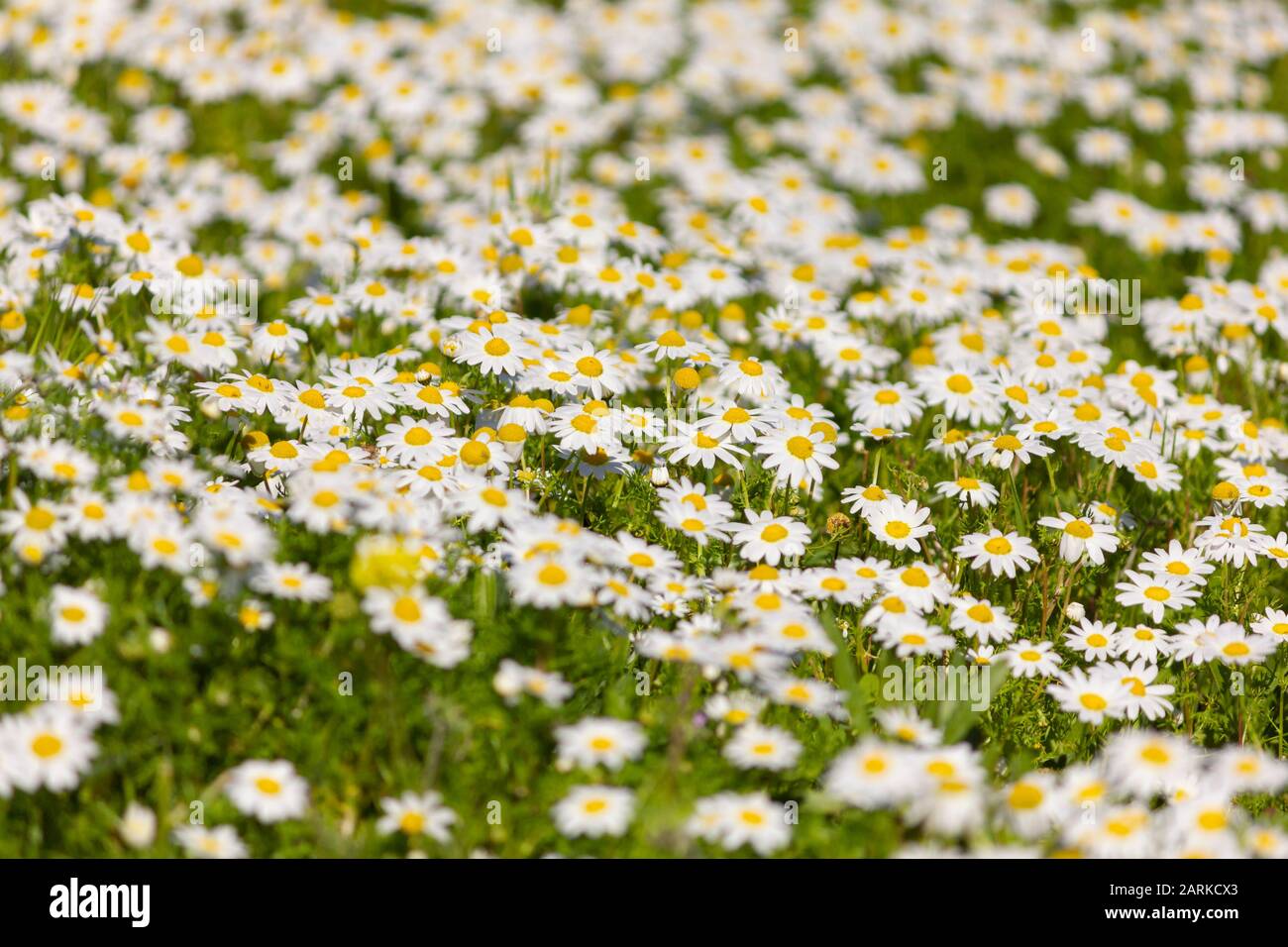 Daisies field in a sunny winter day Stock Photo