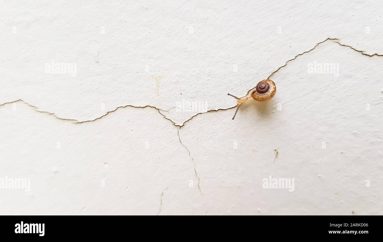 Small snail walking through a crack in a white wall. Stock Photo