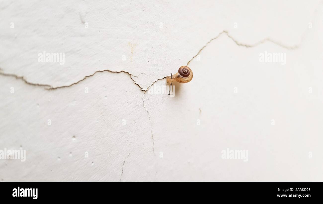 Small snail walking through a crack in a white wall in a top view. Stock Photo