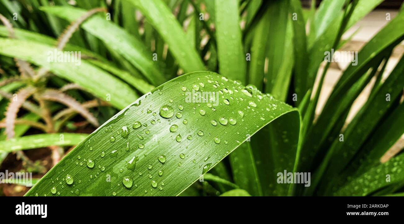 Raindrops on an elongated green leaf highlighted in the center of the image. Stock Photo