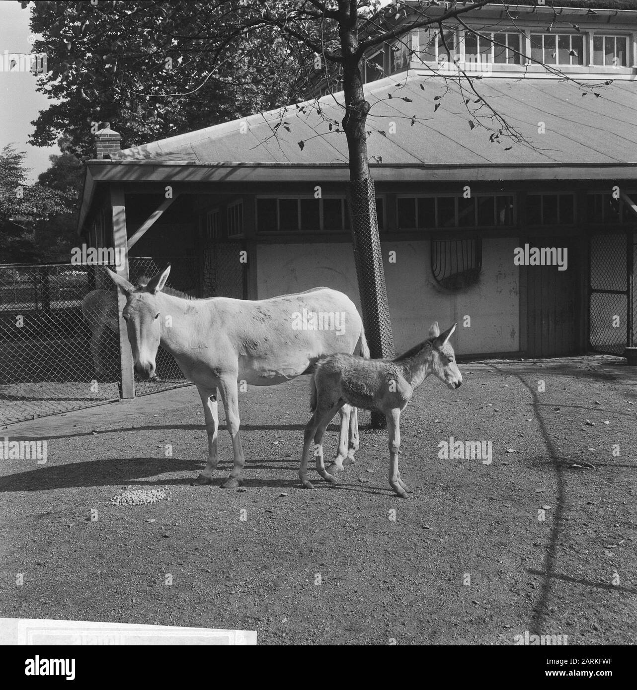 Half donkey (Onager) in Artis Date: September 20, 1965 Institution name: Artis Stock Photo