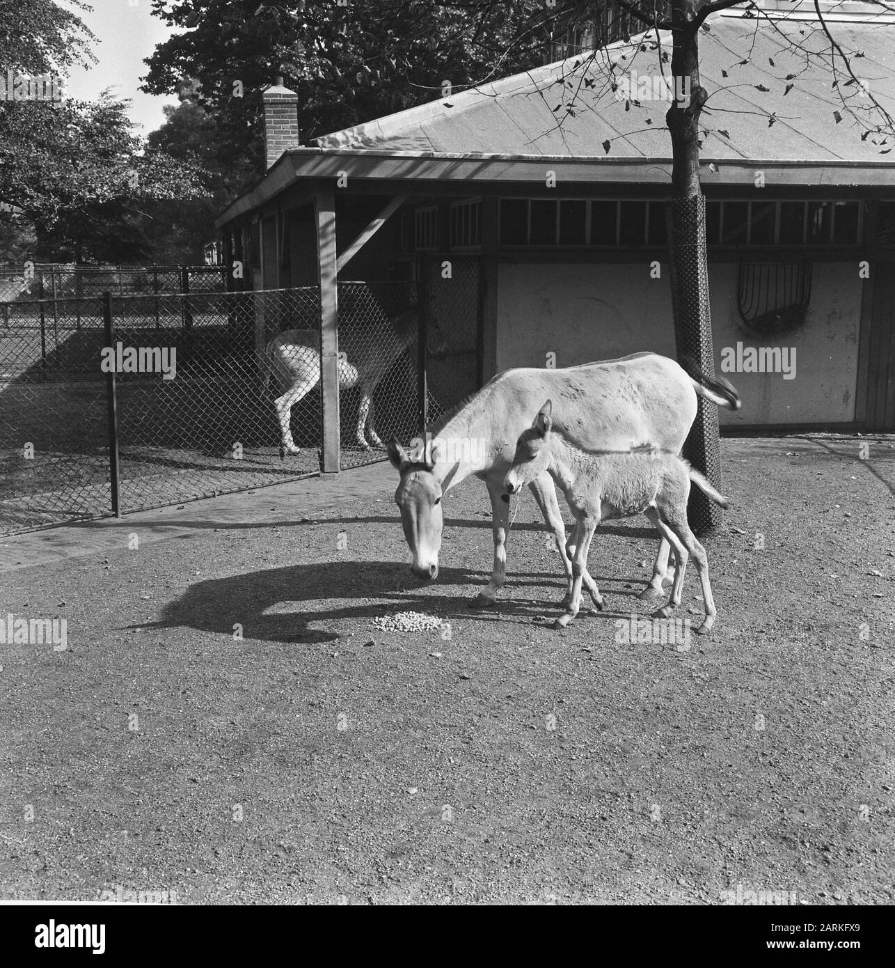 Half donkey (Onager) in Artis Date: September 20, 1965 Institution name: Artis Stock Photo