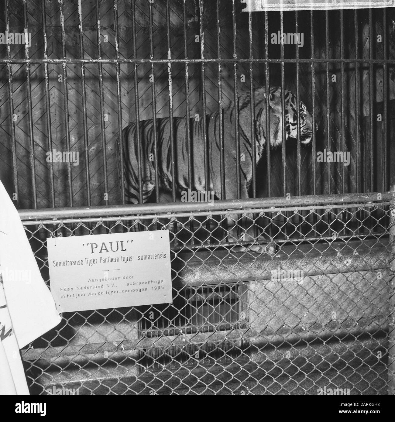 Sumatran tiger cage Black and White Stock Photos & Images - Alamy