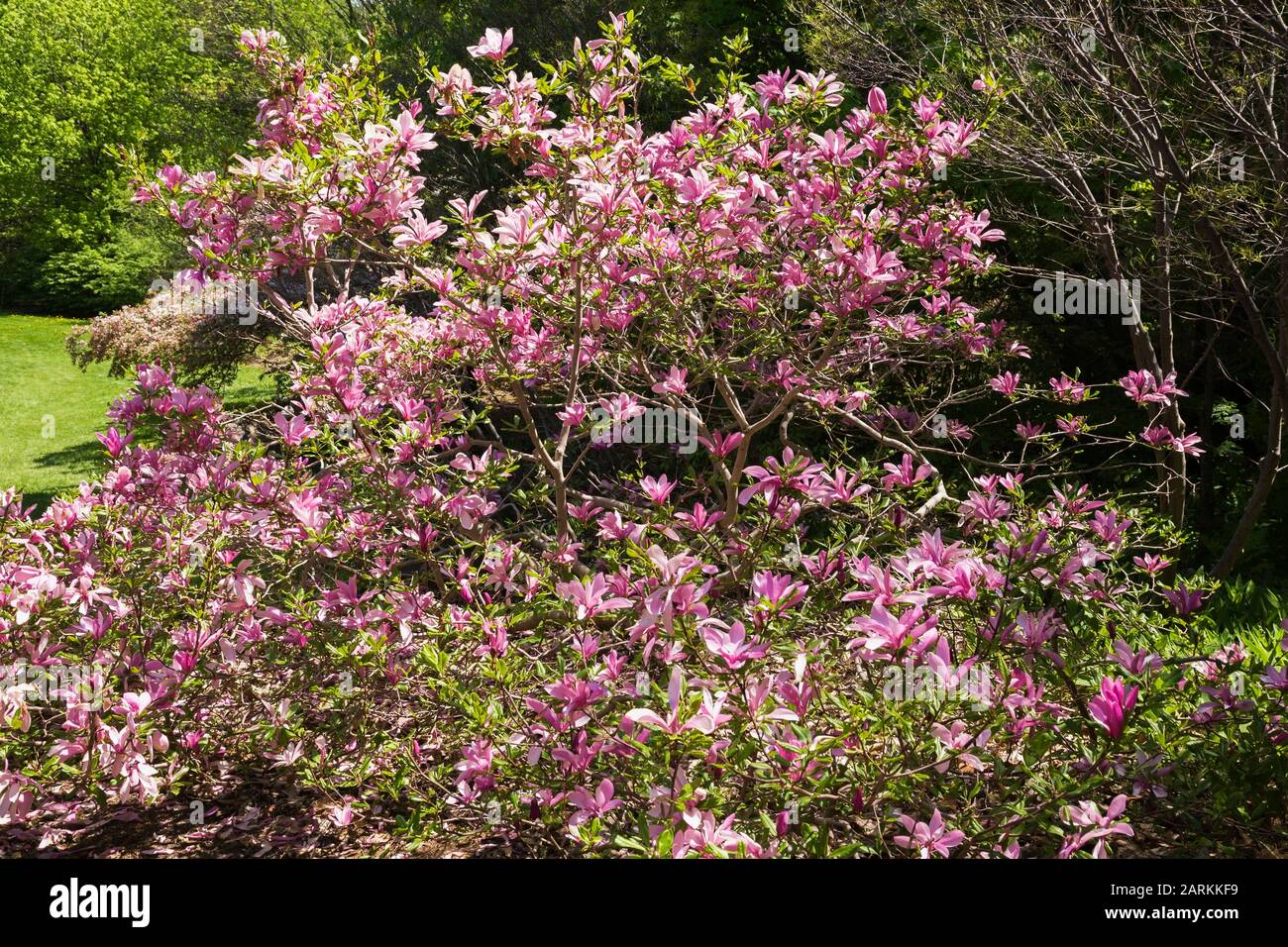 Pink flowering Magnolia liliiflora 'Nigra' tree in spring, Montreal Botanical Garden, Quebec, Canada Stock Photo