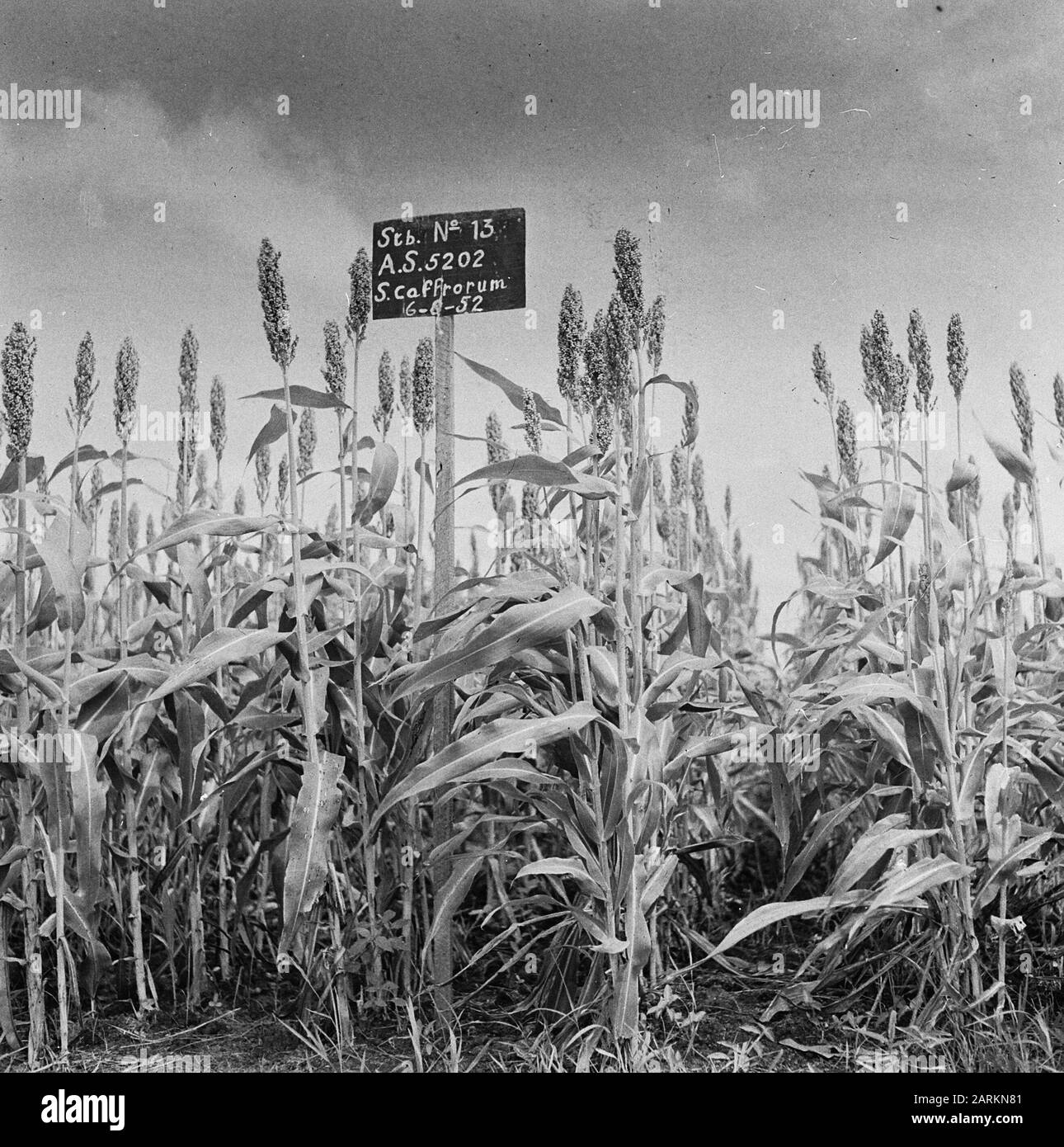 Crops and food Black and White Stock Photos & Images - Alamy