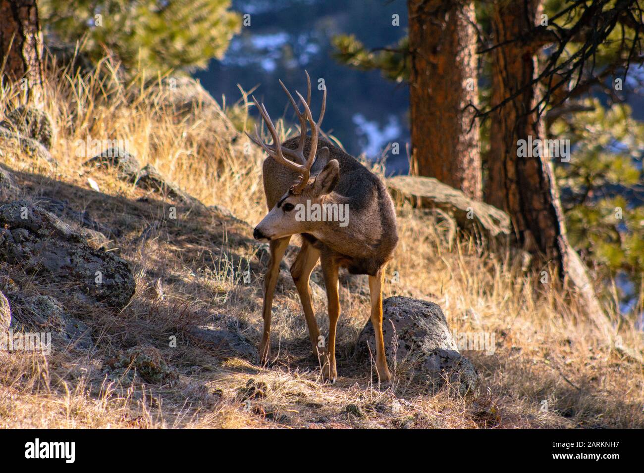 Mule deer 8 point buck Boulder Colorado Stock Photo