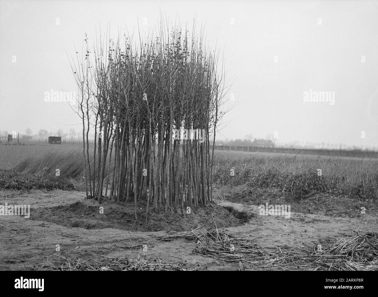 crops, plantings, young trees Date undated Keywords plantations