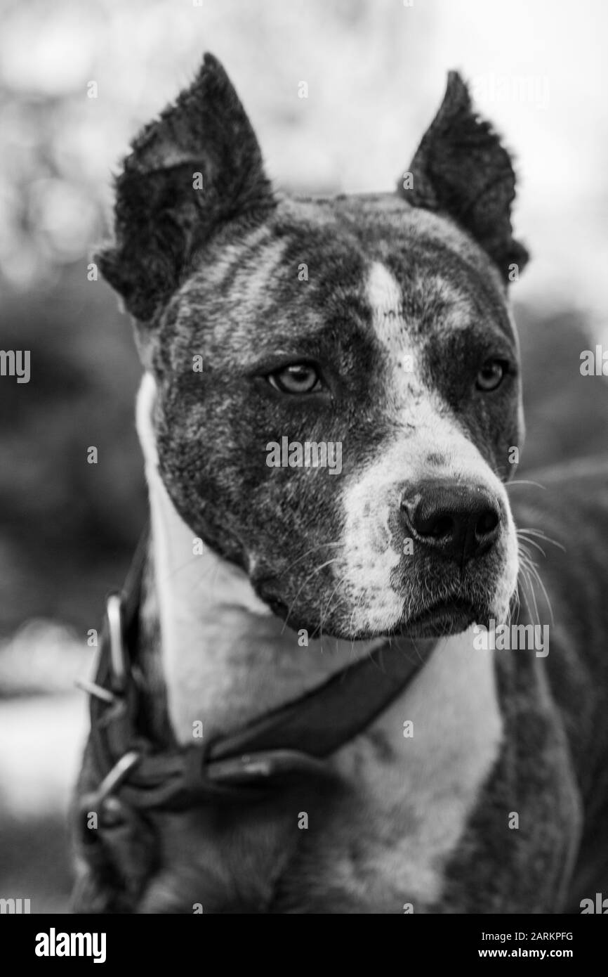 Muzzle of a large evil guard dog with large teeth close-up. The open ...