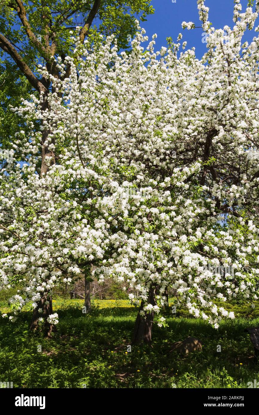 White flowering Malus - Crabapple tree in spring, Montreal Botanical Garden, Quebec, Canada Stock Photo