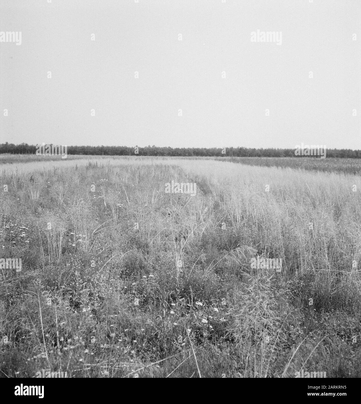 Green shrubs Black and White Stock Photos & Images - Alamy