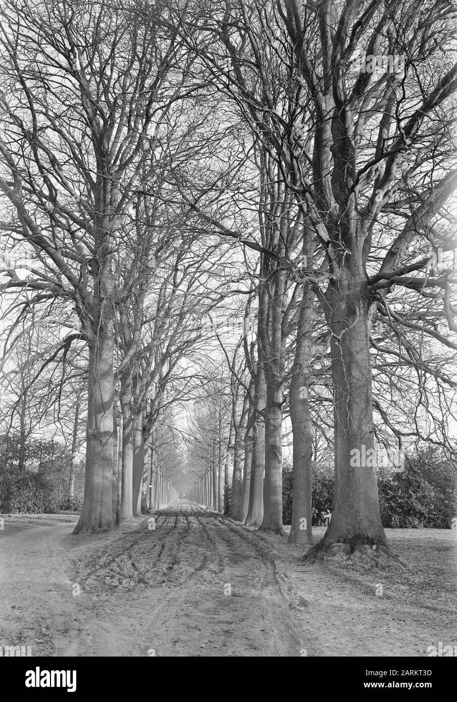 road planting, beech, plantations Date undated Keywords beech