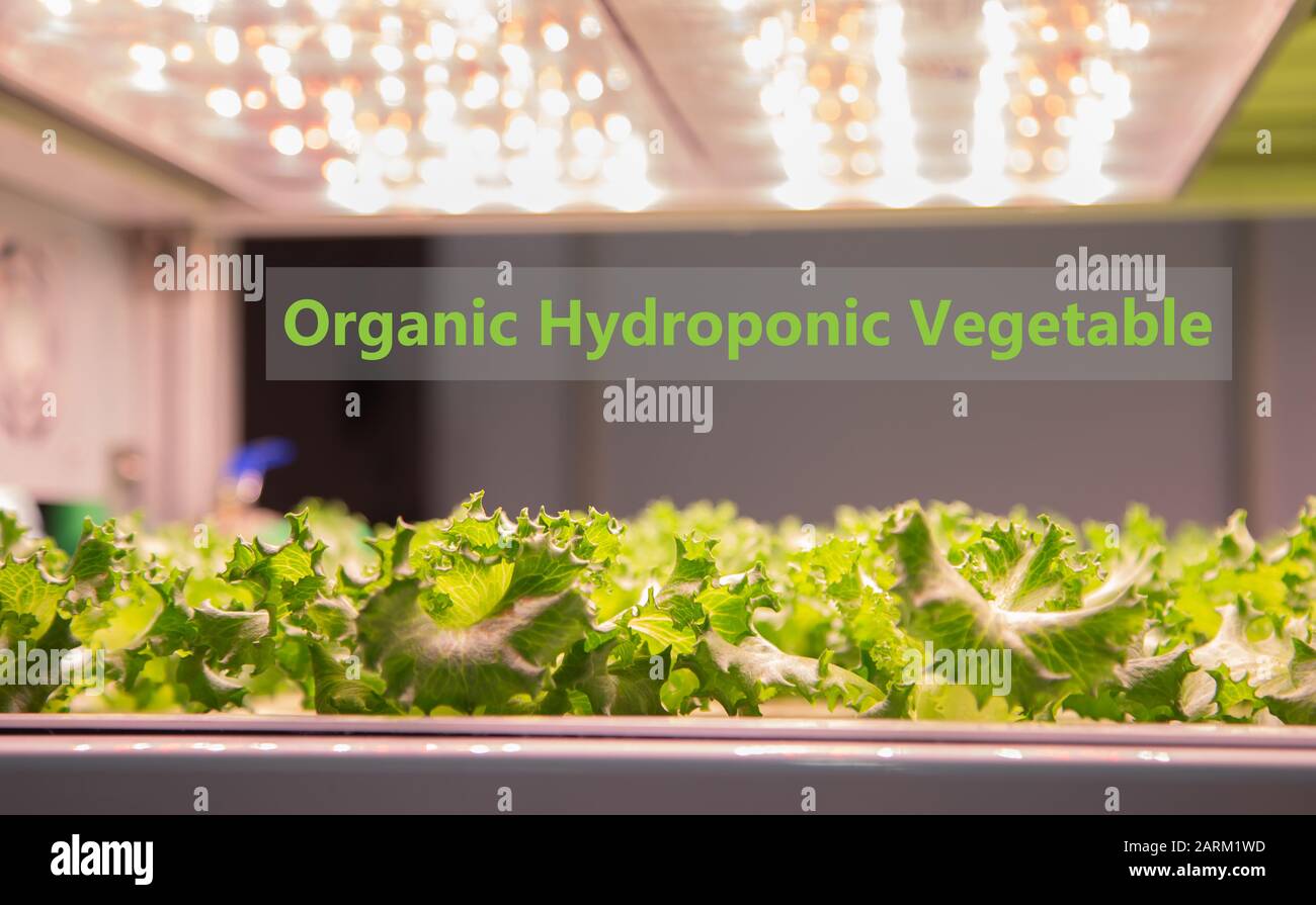 Organic hydroponic vegetable cultivation farm Stock Photo