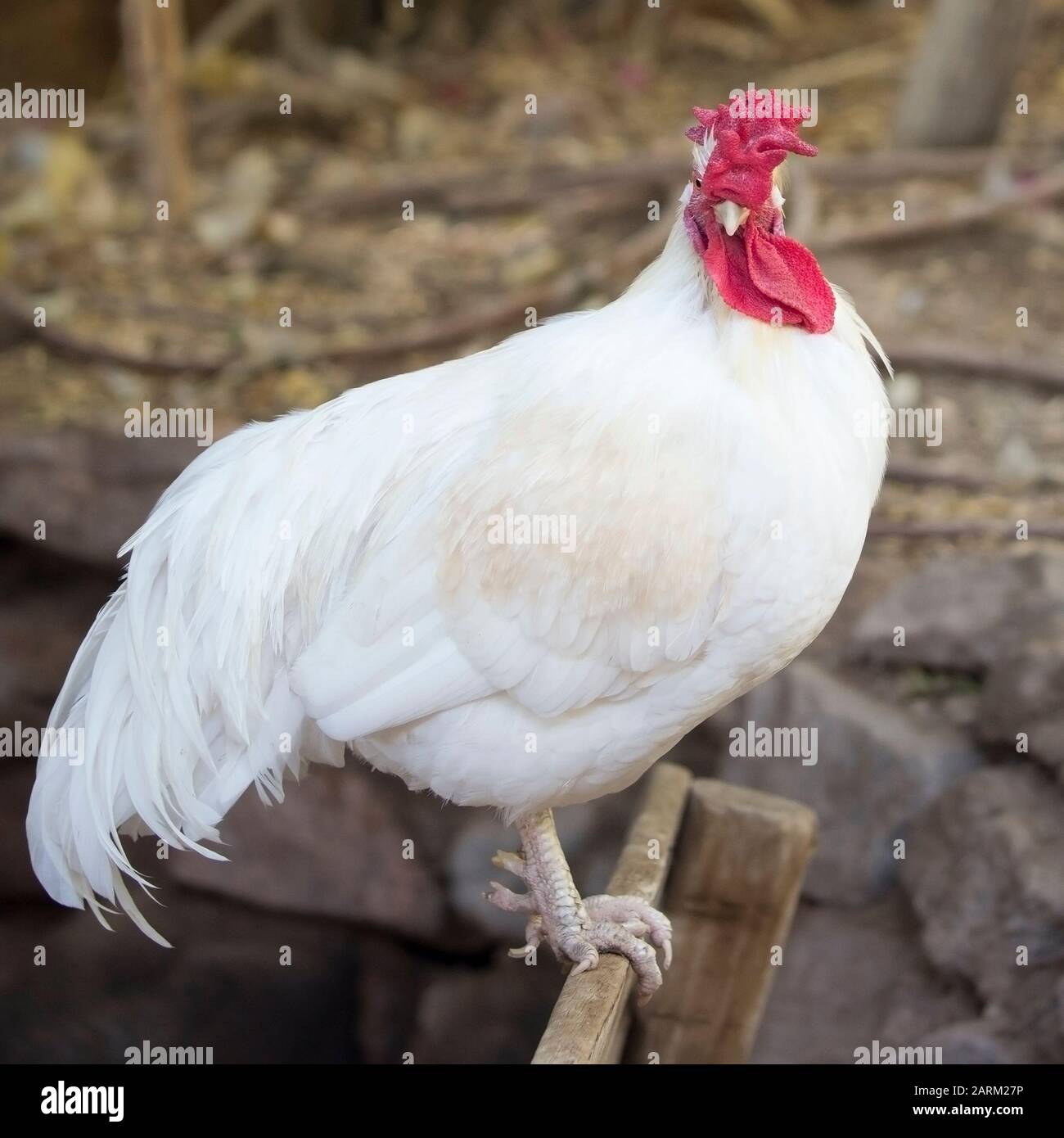 Free ranging white rooster perched outdoors Stock Photo