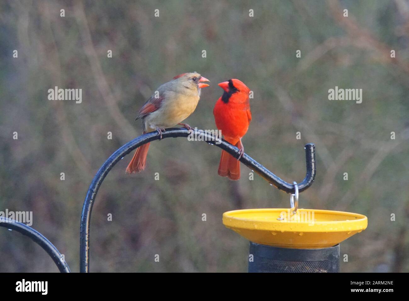 A male and female cardinal standing on a pole next to a bird feeder Stock Photo