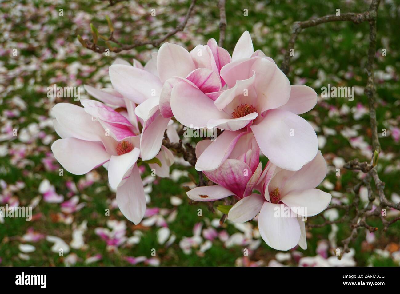 Close up of pink magnolia flowers Stock Photo - Alamy