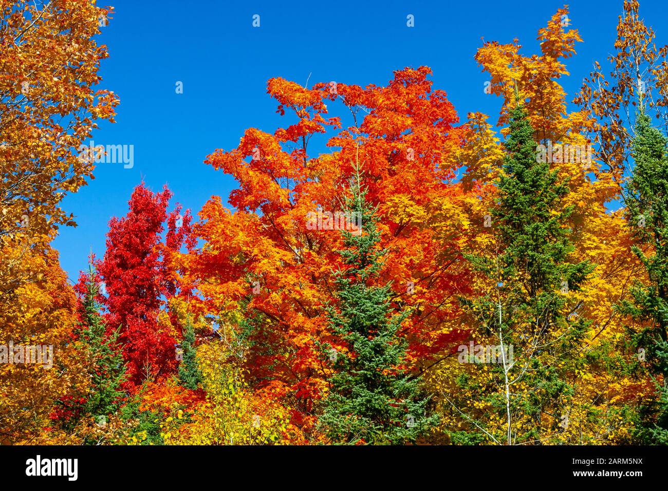 Brilliant fall foliage color in the trees in northern, Wisconsin, USA Stock Photo - Alamy