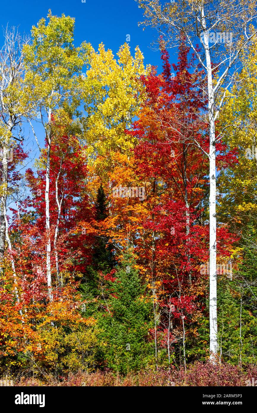Brilliant fall foliage color in the trees in northern, Wisconsin, USA Stock Photo - Alamy