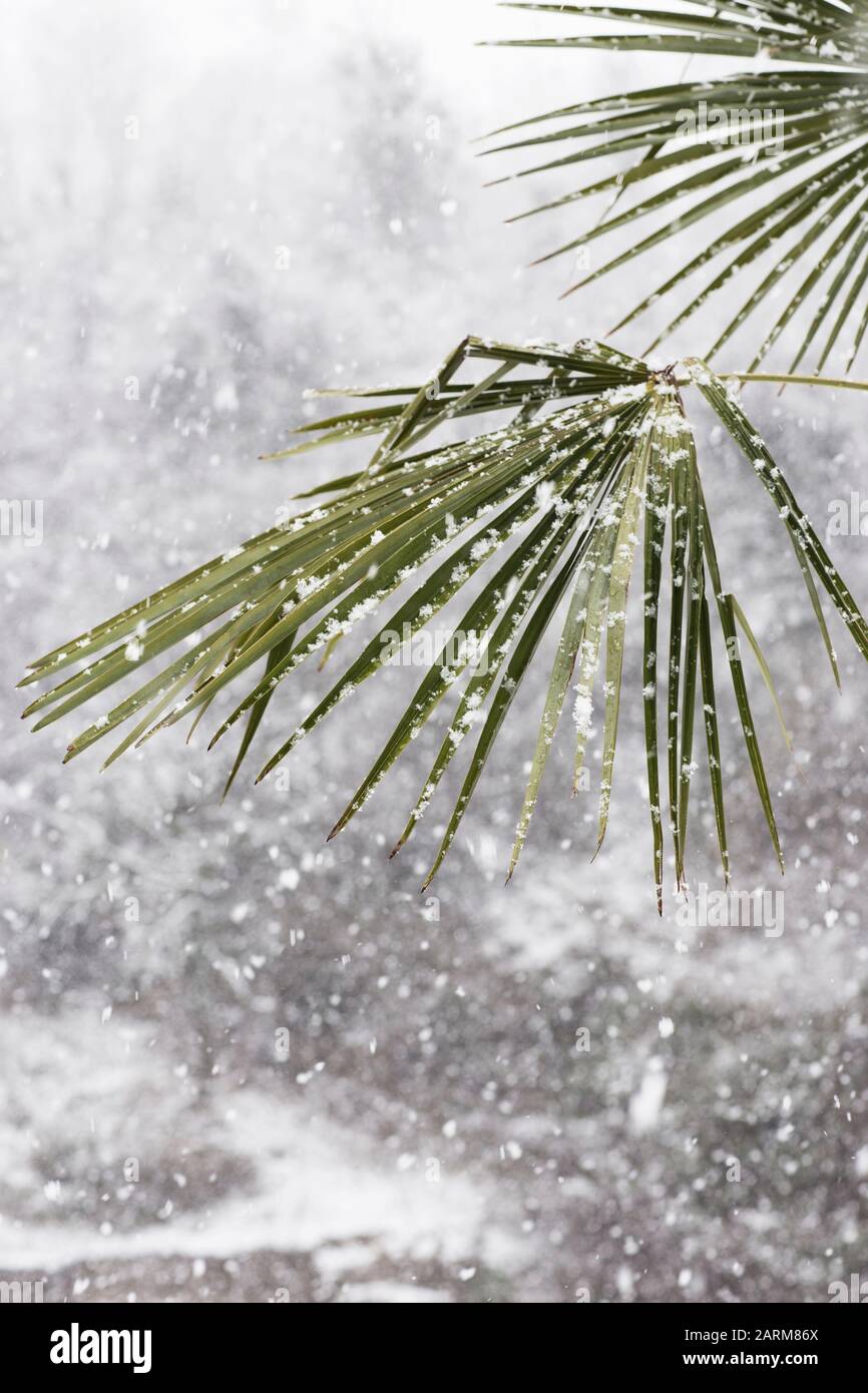 Palm trees in the snowfall. Large flakes of white snow on green leaves of palm trees. Unusual weather in the tropics. Climate change. Stock Photo