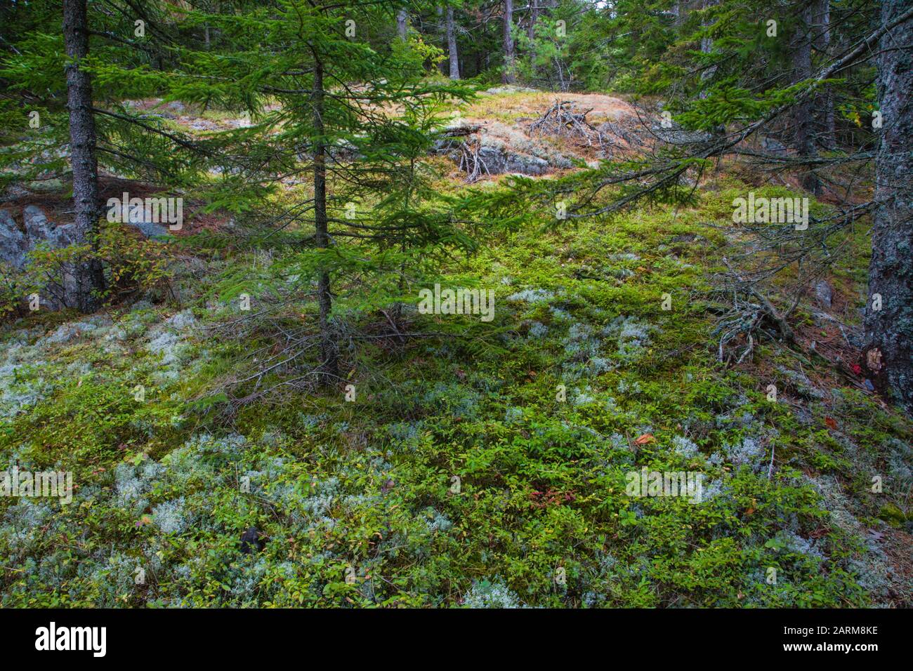 Weathered Granite and Scenic View from Beech Mountain Trail in Acadia