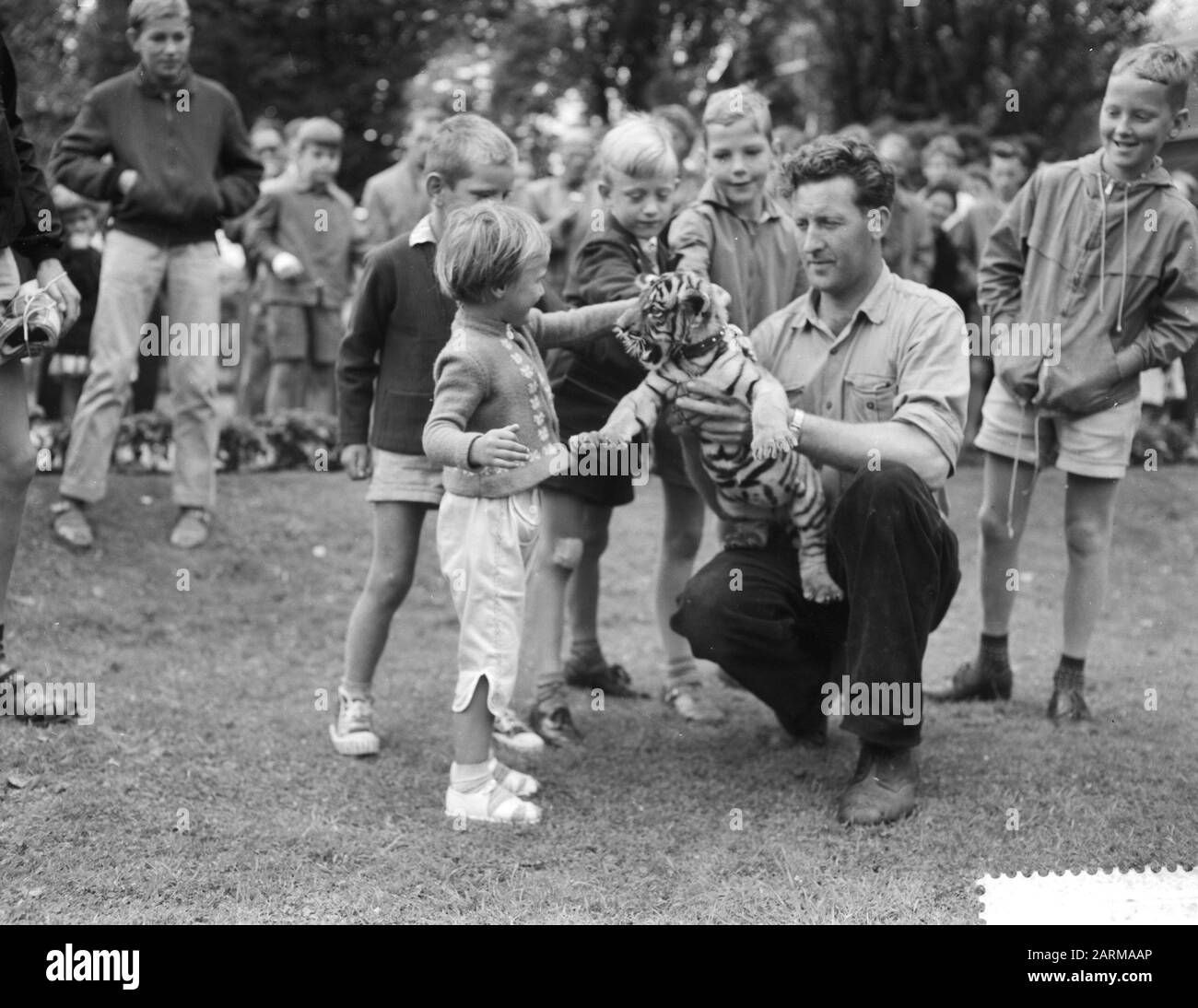 Wittaartgnoe born in Artis, nanny Nijdam with young Bengali tiger Date:  August 3, 1959 Stock Photo - Alamy