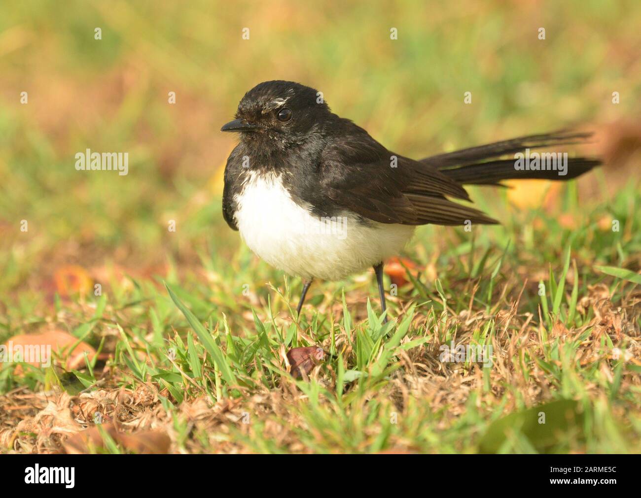 Willie Wagtail small Australian native black and white songbird Stock