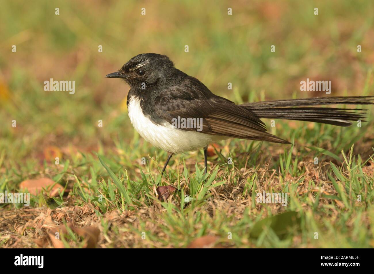 Willie Wagtail small Australian native black and white songbird Stock