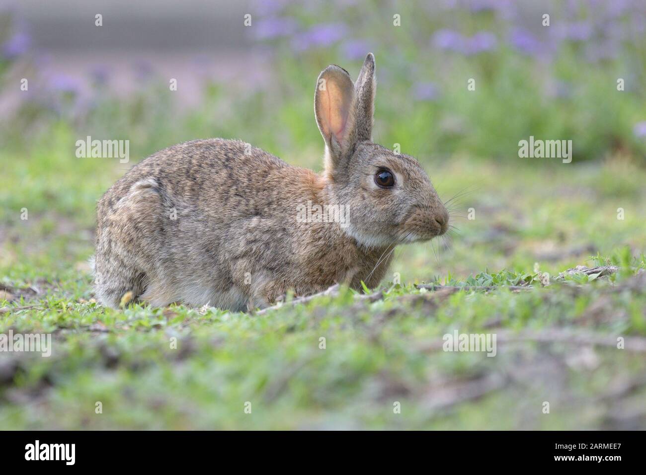 A wild rabbit in Australia, an introduced species Stock Photo