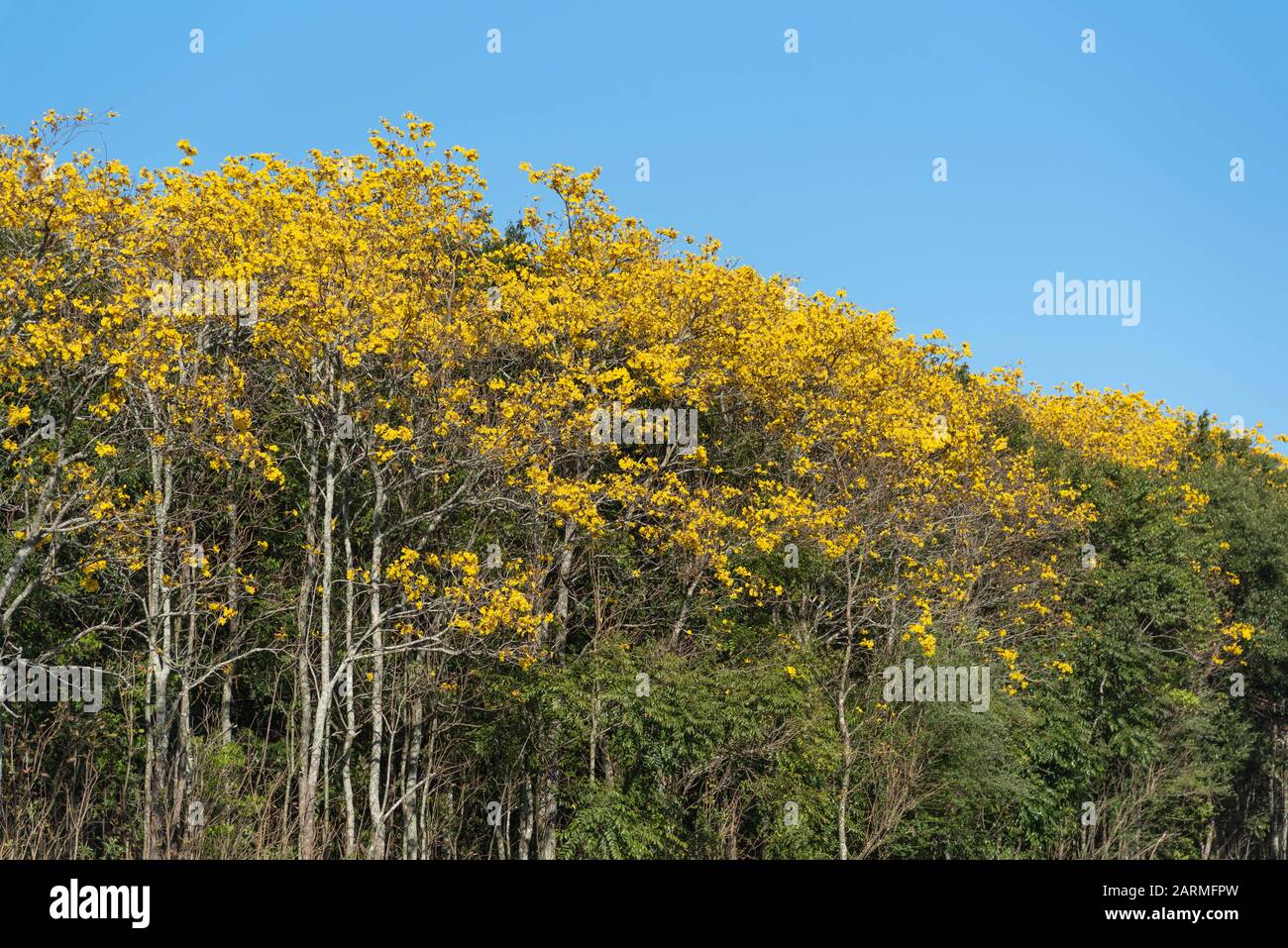 Tabebuia trees, popularly known as ipê, is the most common neotropical ...