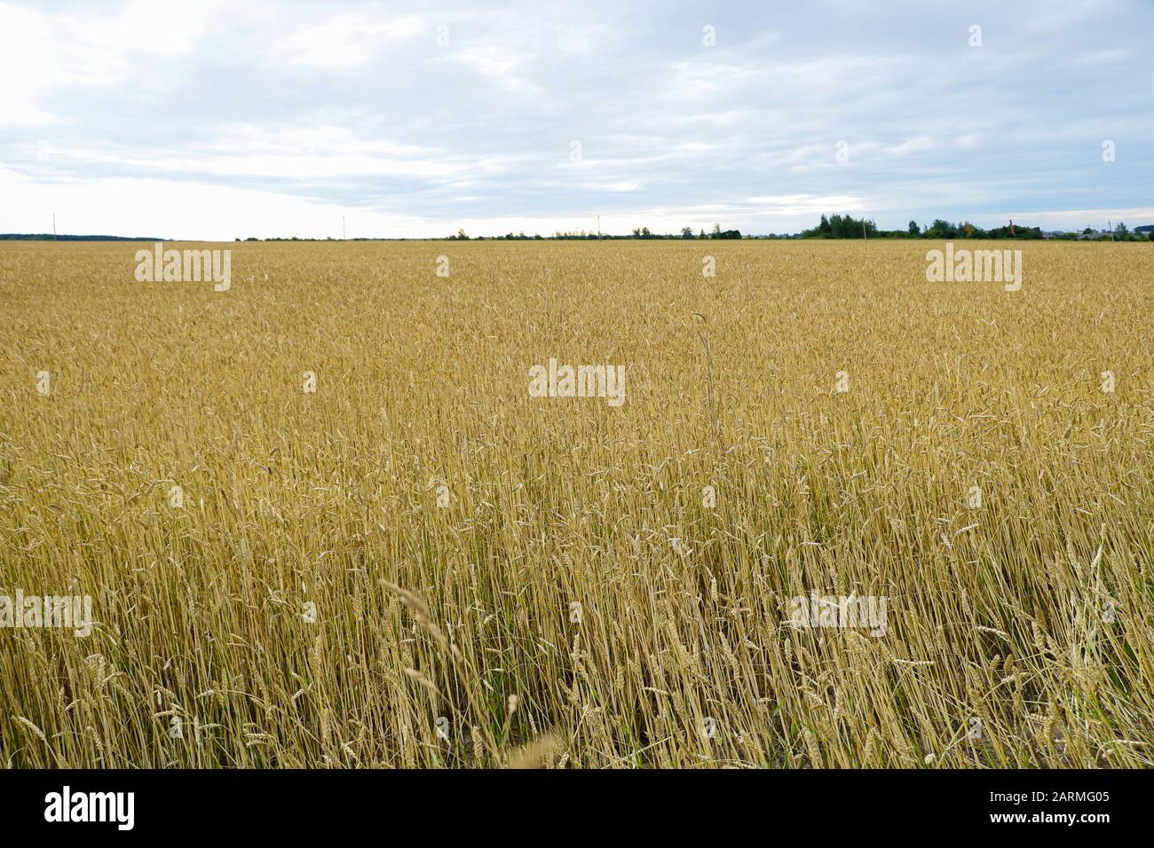 close-up of barley ears with blurry background, selective focus Stock Photo