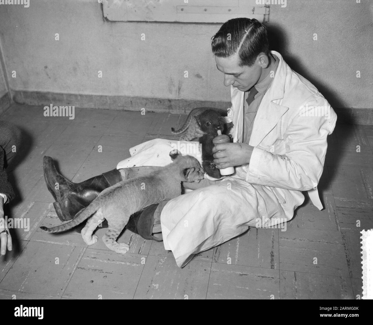 Two hyenas in Artis are fed with bottle Date: 23 December 1960 Keywords