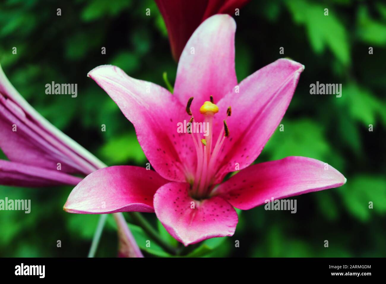 Big lilies hi-res stock photography and images - Alamy