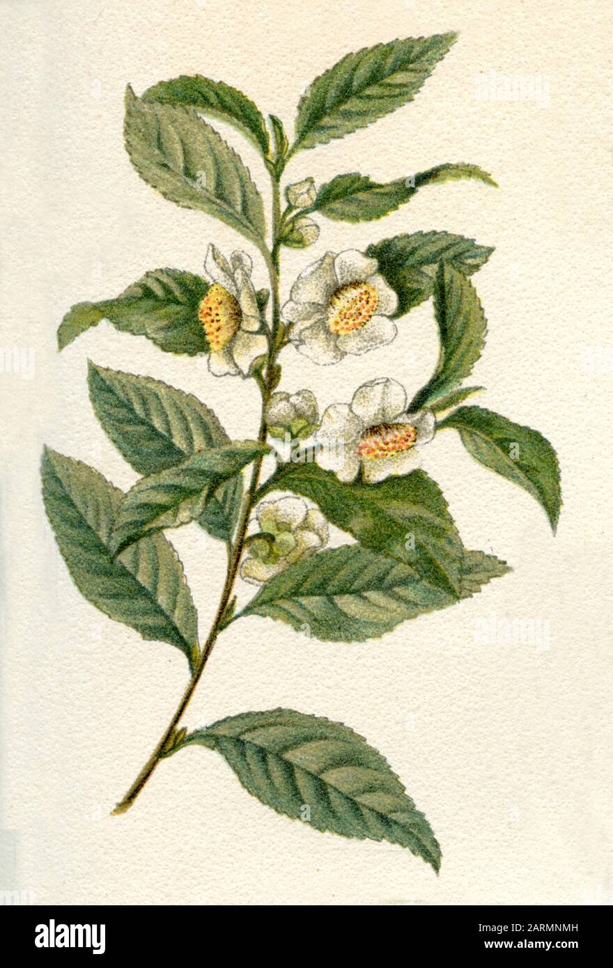 tea plant Camellia sinensis, (botany book, ca. 1900 Stock Photo - Alamy