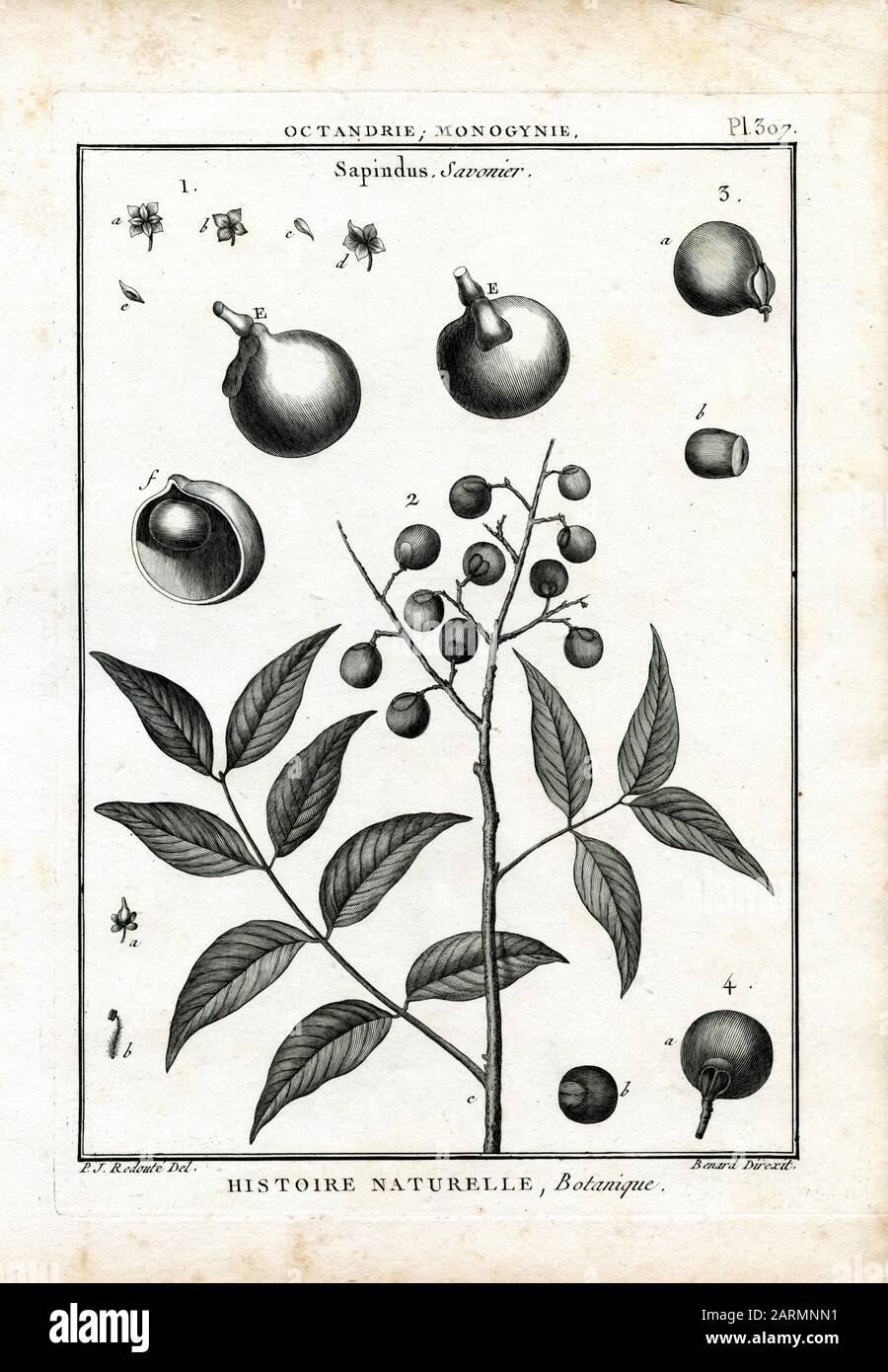 soapberry Sapindus saponaria, P J Redouté (, ) Stock Photo