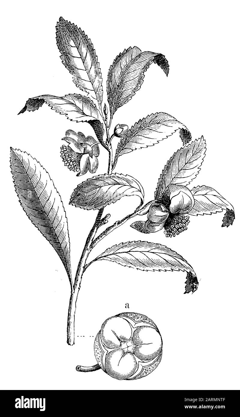tea plant, Camellia sinensis,  (anthropology book, 1894) Stock Photo