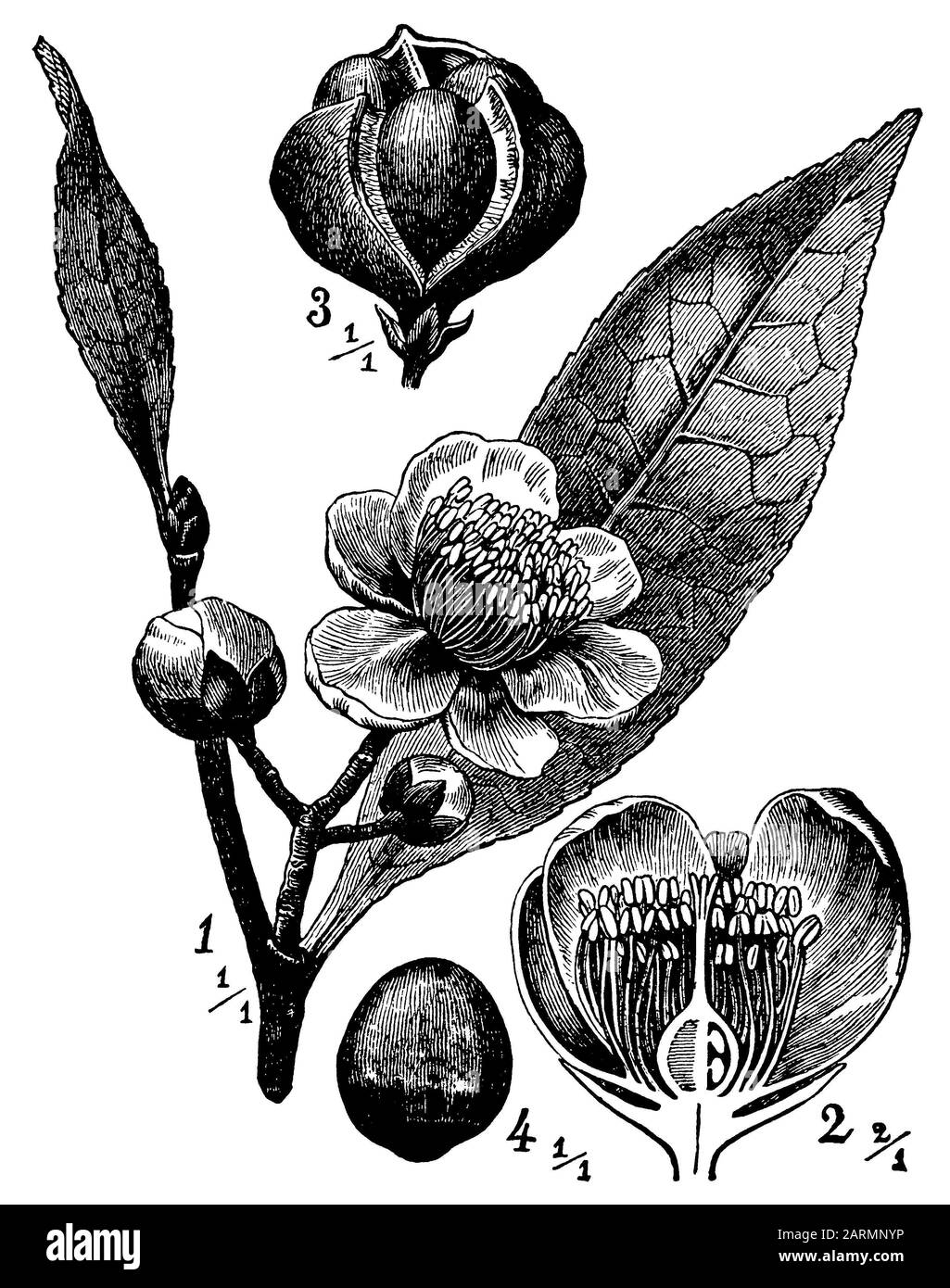 tea plant, Camellia sinensis,  (agricultural book, 1927) Stock Photo