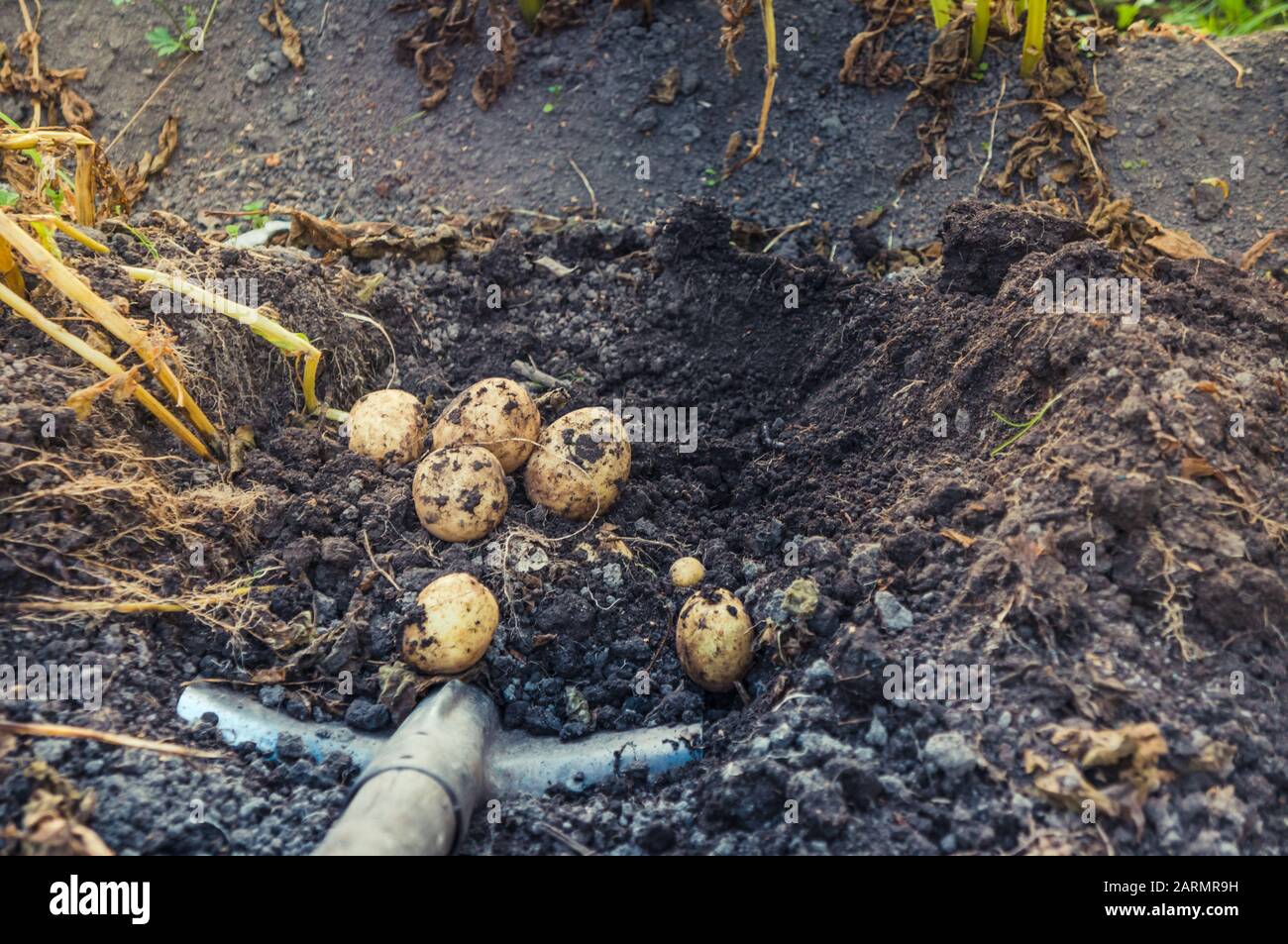 Digging up bunch of raw fresh potatoes from soil with a shovel Stock ...