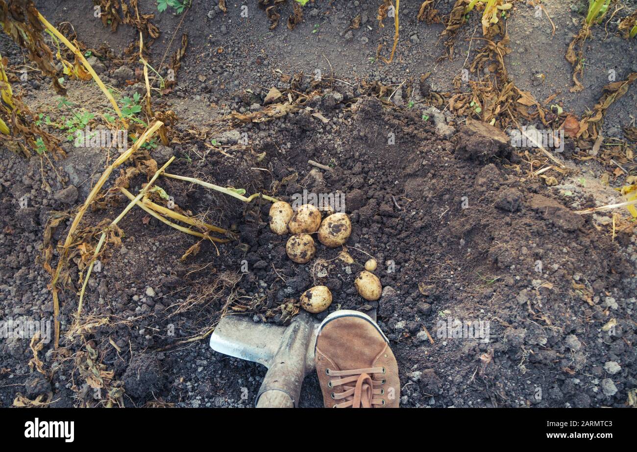 Digging up bunch of raw fresh potatoes from soil with a shovel Stock ...