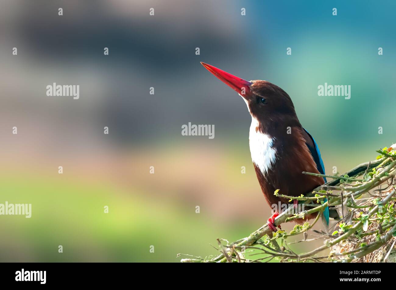 White throated kingfisher on a plant looking upward Stock Photo