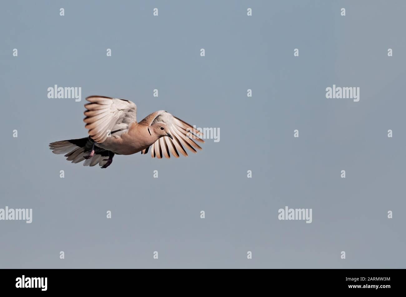 A collared dove flying in bald sky Stock Photo Alamy