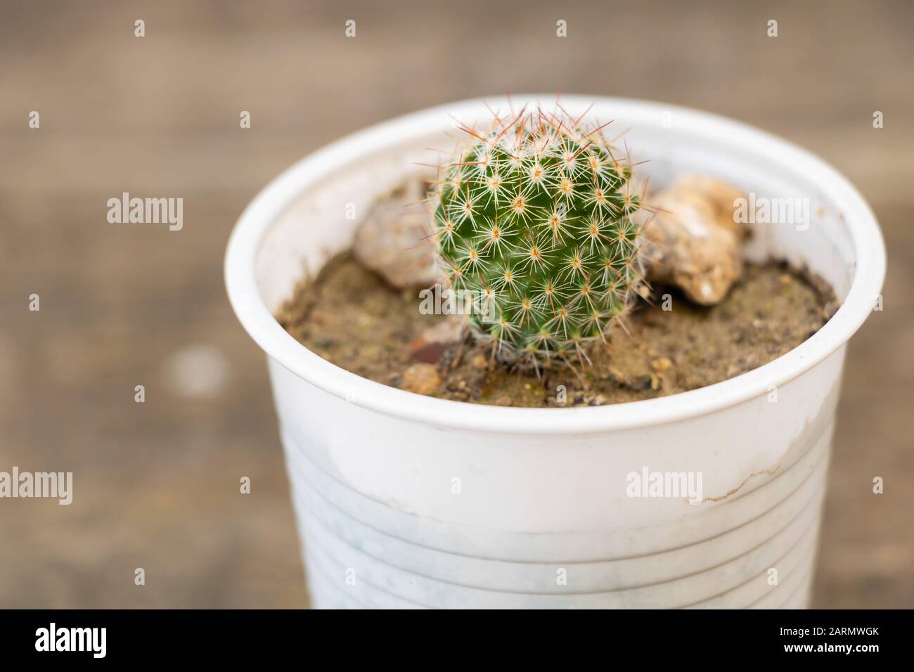Mammillaria spinosissima cactus seedling. Very Beautiful cactus Stock Photo