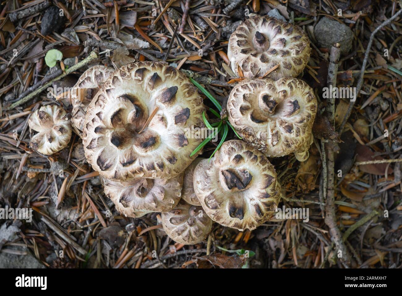 Edible fungus Sarcodon imbricatus, which grows in spruce forests. Stock Photo