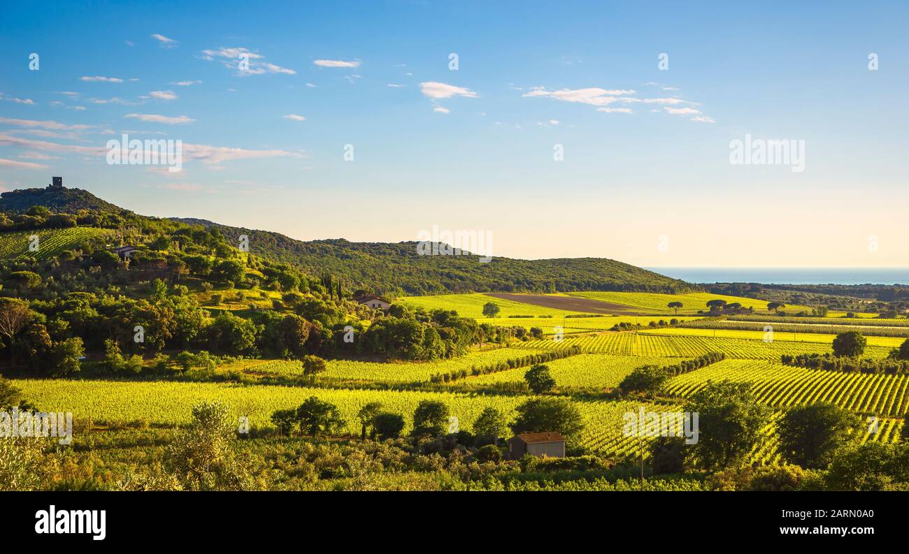 Bolgheri and Castagneto Carducci vineyard aerial view at sunset. Maremma Tuscany, Italy, Europe. Stock Photo