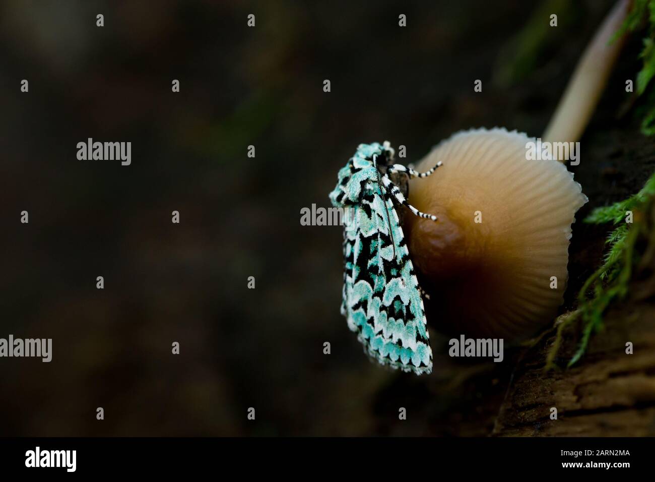 Merveille du jour moth Stock Photo