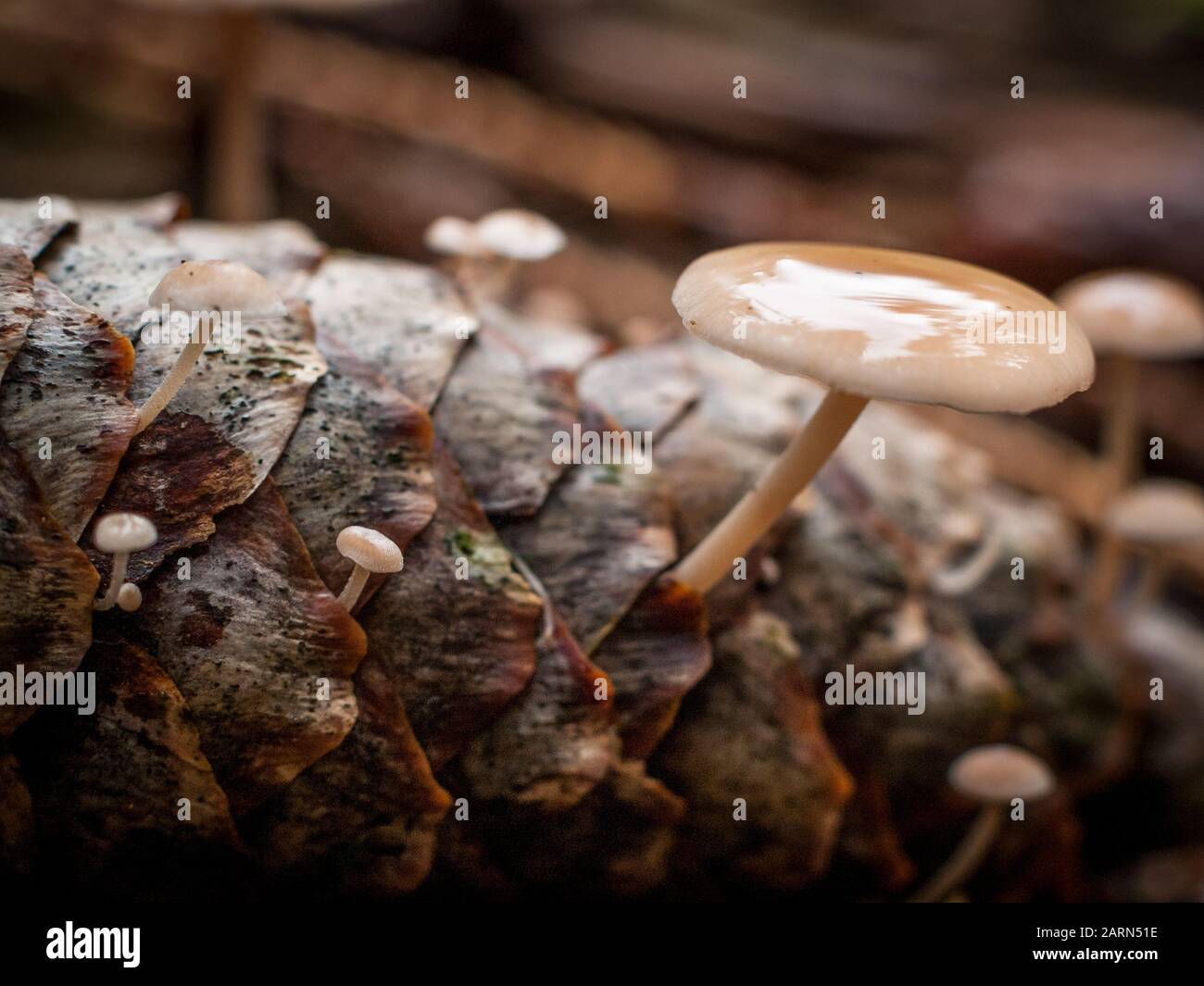 Close-up of mushrooms growing on a pine cone on the forest ground Stock Photo