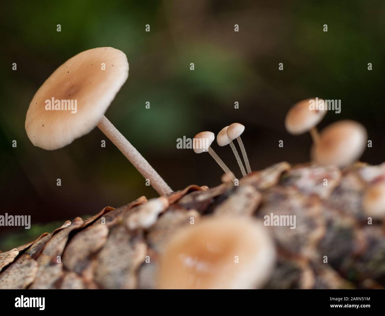 Close-up of mushrooms growing on a pine cone on the forest ground Stock Photo